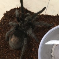 0.1.0 G. pulchra