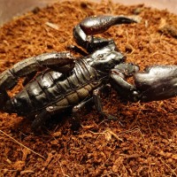 Asian Forest scorpion ID