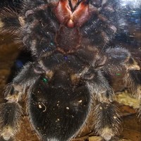 Brachypelma Hamorii