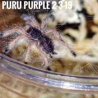 Avicularia sp. "Peru purple"