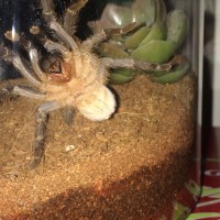 2" Aphonopelma seemanni [ventral sexing]