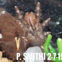 P. Smithi