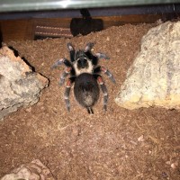 Brachypelma auratum Bald Spot