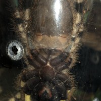 P. Regalis