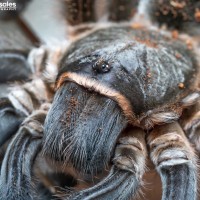 Aphonopelma seemanni