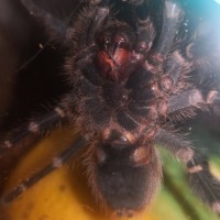 Grammostola pulchripes [1/2]