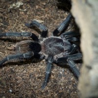 Thrixopelma sp. Cajamarca Juvenile Female - 2.5"