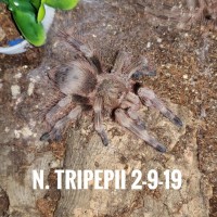 N. Tripepii