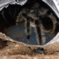 Eggsac B. albopilosum (Nicaragua)