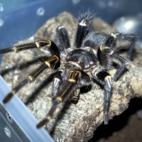 Grammostola pulchripes Mature Male