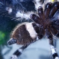 P. Regalis