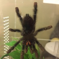 Avicularia avicularia