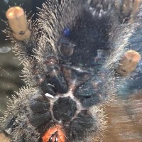 A. avicularia Sexing