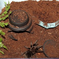 Bulldozer's Renovations (♀ Grammostola pulchra 3.5") [2/2]