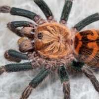 Chromatopelma cyaneopubescens sling