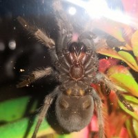 Brachypelma hamorii