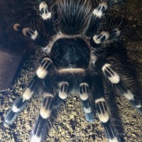 Geniculata