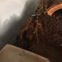 Antheia (♀ 6" T. stirmi)