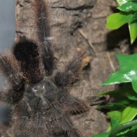 Avicularia avicularia - Luna