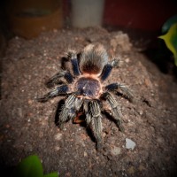 0.1 Thrixopelma cyaneolum