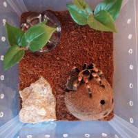 B. Smithi. Is allright?