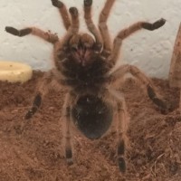 Aphonopelma chalcodes [ventral sexing]