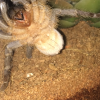 2" Aphonopelma seemanni [ventral sexing]