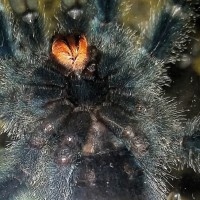 A. Avicularia