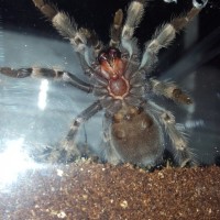 Brachypelma hamorii