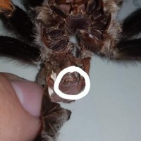 Brachypelma hamorii