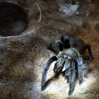 Chilobrachys sp