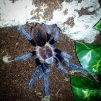 Brachypelma Vagans Juvenile