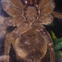 Theraphosa Stirimi Goliath Bird Eater sexing