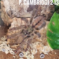 P. Cambridgei