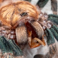 Chromatopelma cyaneopubescens sling