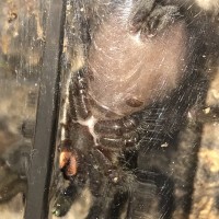 Psalmopoeus irminia [ventral sexing] [2/2]