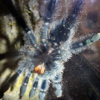 Avicularia avic