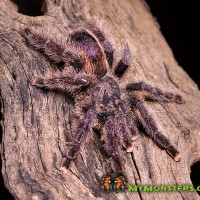 Avicularia urticans MF