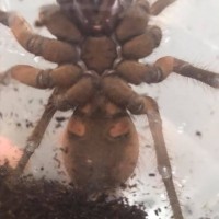 Teraphosa Stirmi sex ?