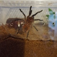 2.5" Grammostola actaeon [ventral sexing]