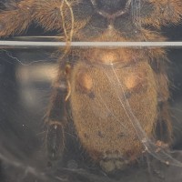 OBT