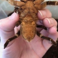 Aphonopelma seemanni [ventral sexing]