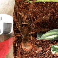 Theraphosa stirmi