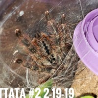 Vittata post molt