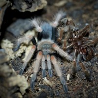 Brachypelma baumgarteni Juvenile Female