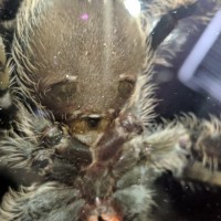 Brachypelma albopilosum