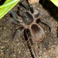 Nhandu carapoensis 1 inch sling