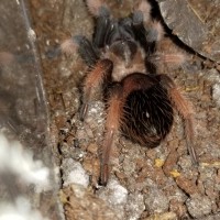 Brachypelma emilia