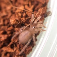 Aphonopelma mooreae sling