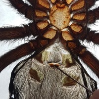 Brachypelma albiceps [molt sexing]